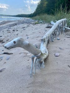 Liivarannale vanadest puuokstest meisterdatud paljujalgne loomake