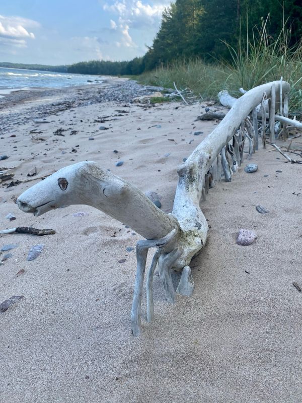 Liivarannale vanadest puuokstest meisterdatud paljujalgne loomake