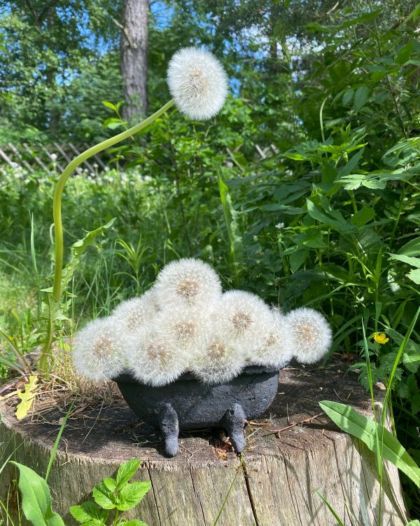 Ära õitsenud võililledest meisterdatud vahuvann