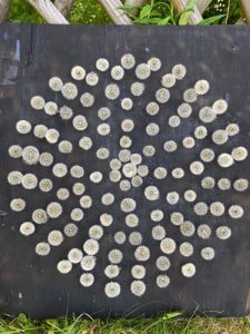 Võilillede susud ilusti ringi sätitud