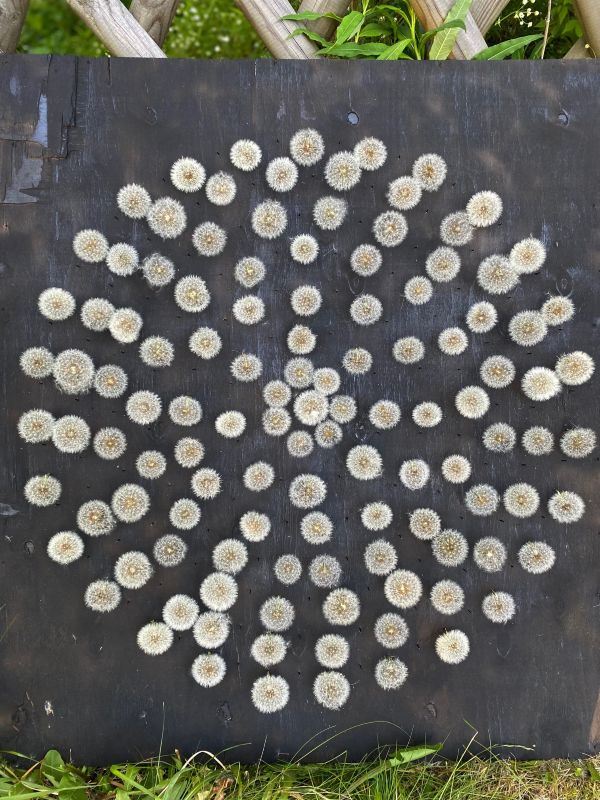 Võilillede susud ilusti ringi sätitud