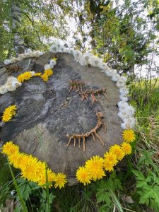 Õitsenud ja õitsevad võililled kännule ritta seatud