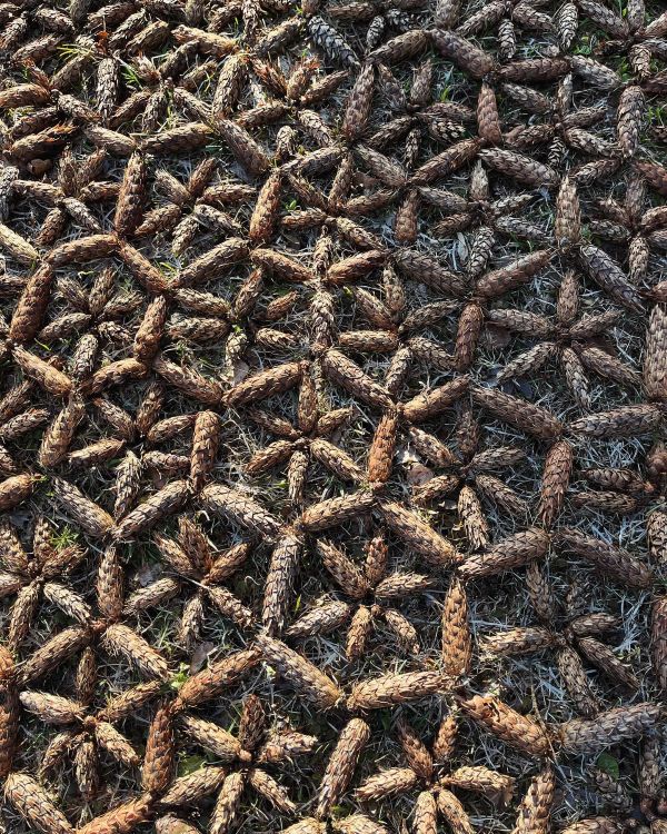 Mandala, mis on tehtud käbidest