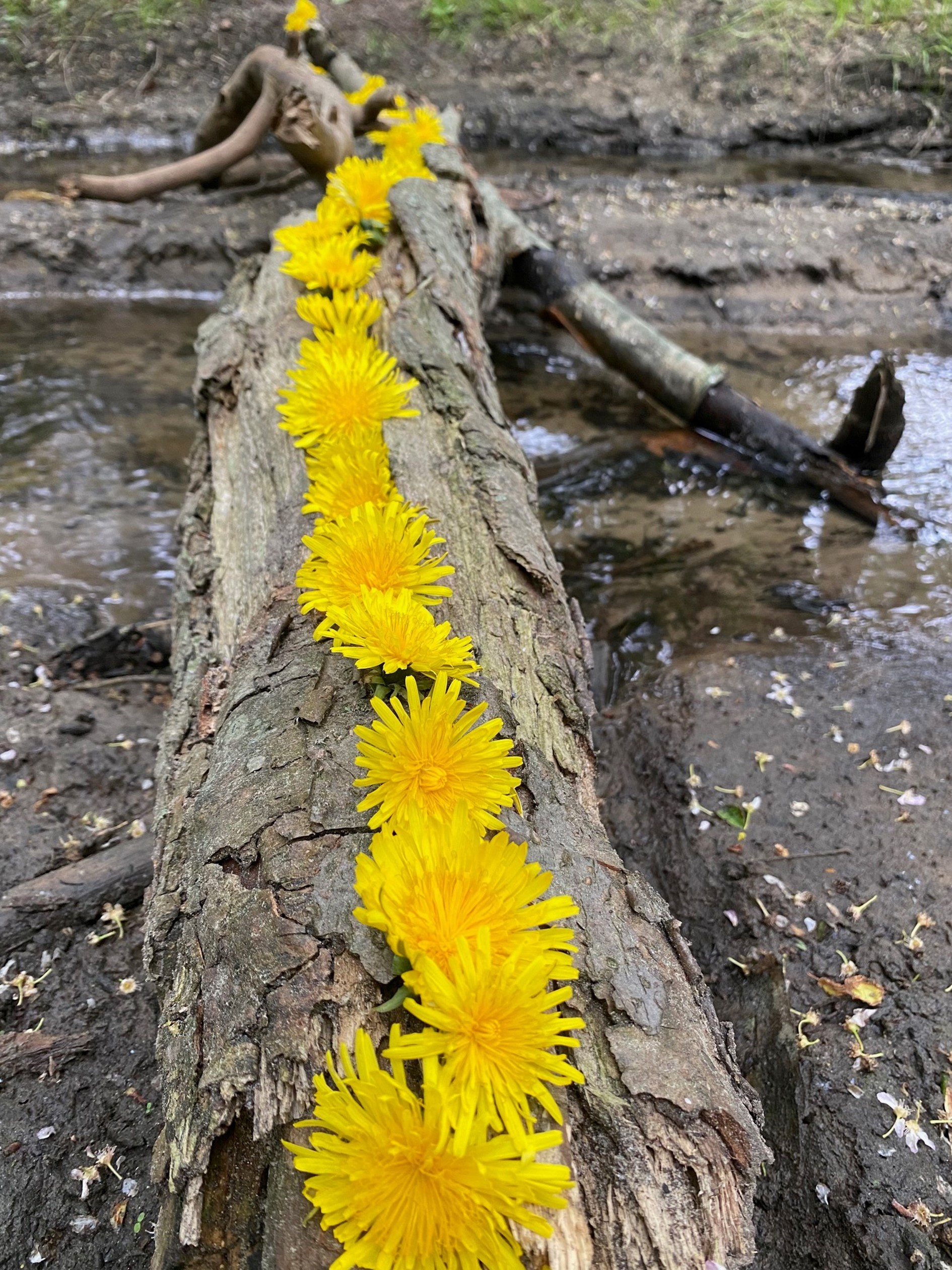 Kõdunenud puutüvi, millel on rida erkkollaseid võililli