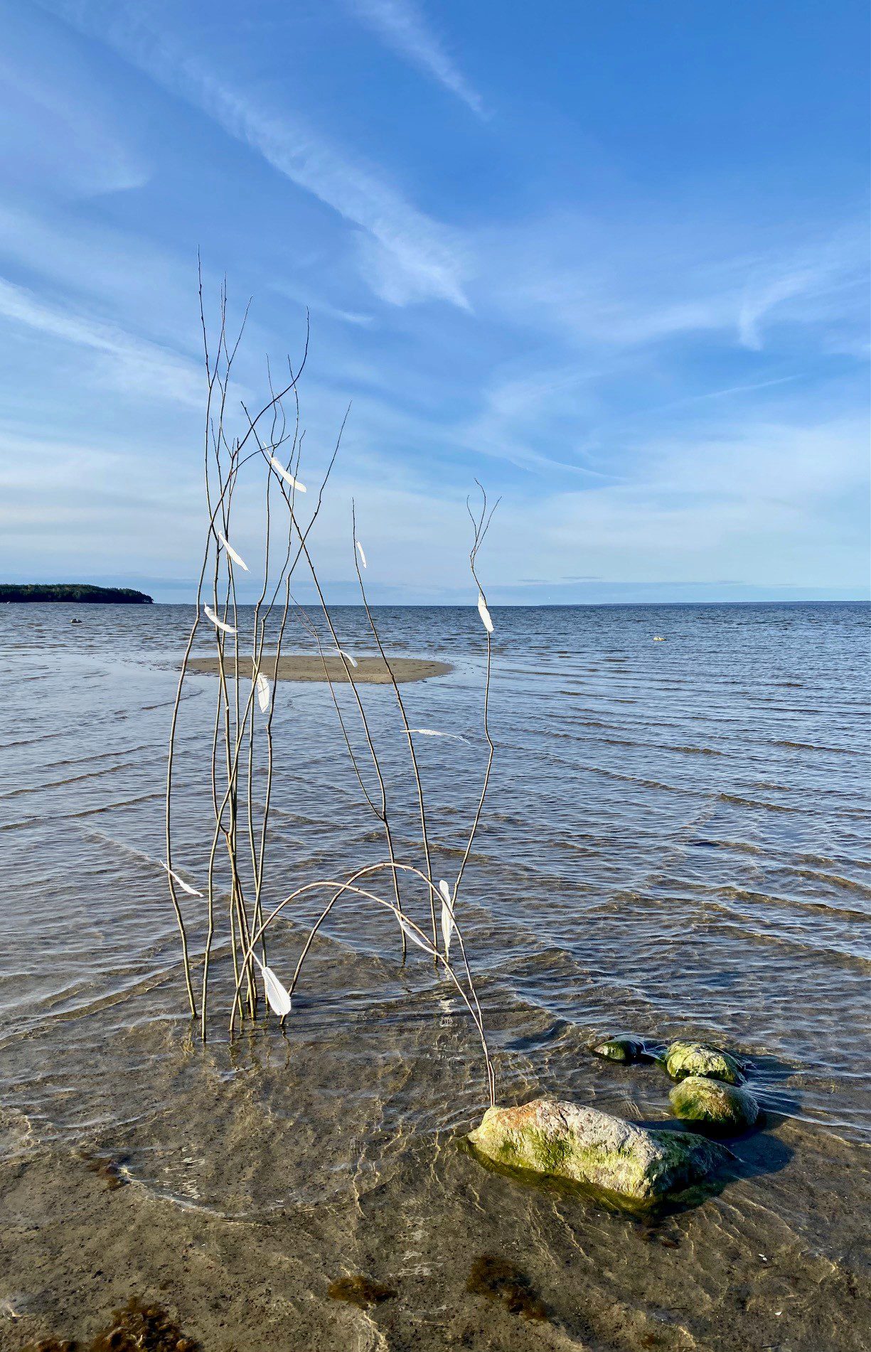 Vetikatest ja kividest kaetud rannikulõik, kus rohukõrte küljes on rippumas mõned linnusuled