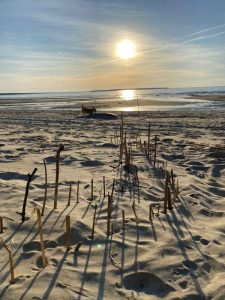 Liivarand, kus on kuivanud taimede varred liiva sees ja päike loojub või tõuseb mere kohal