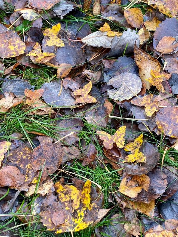 Sügislehed ja sügislehtedest liblikad