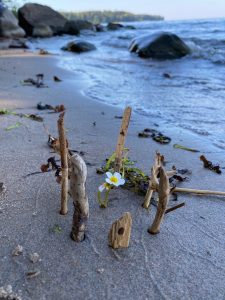 Mere ääres, liival väljauhutud puidutükkide keskel õitsev valge lill