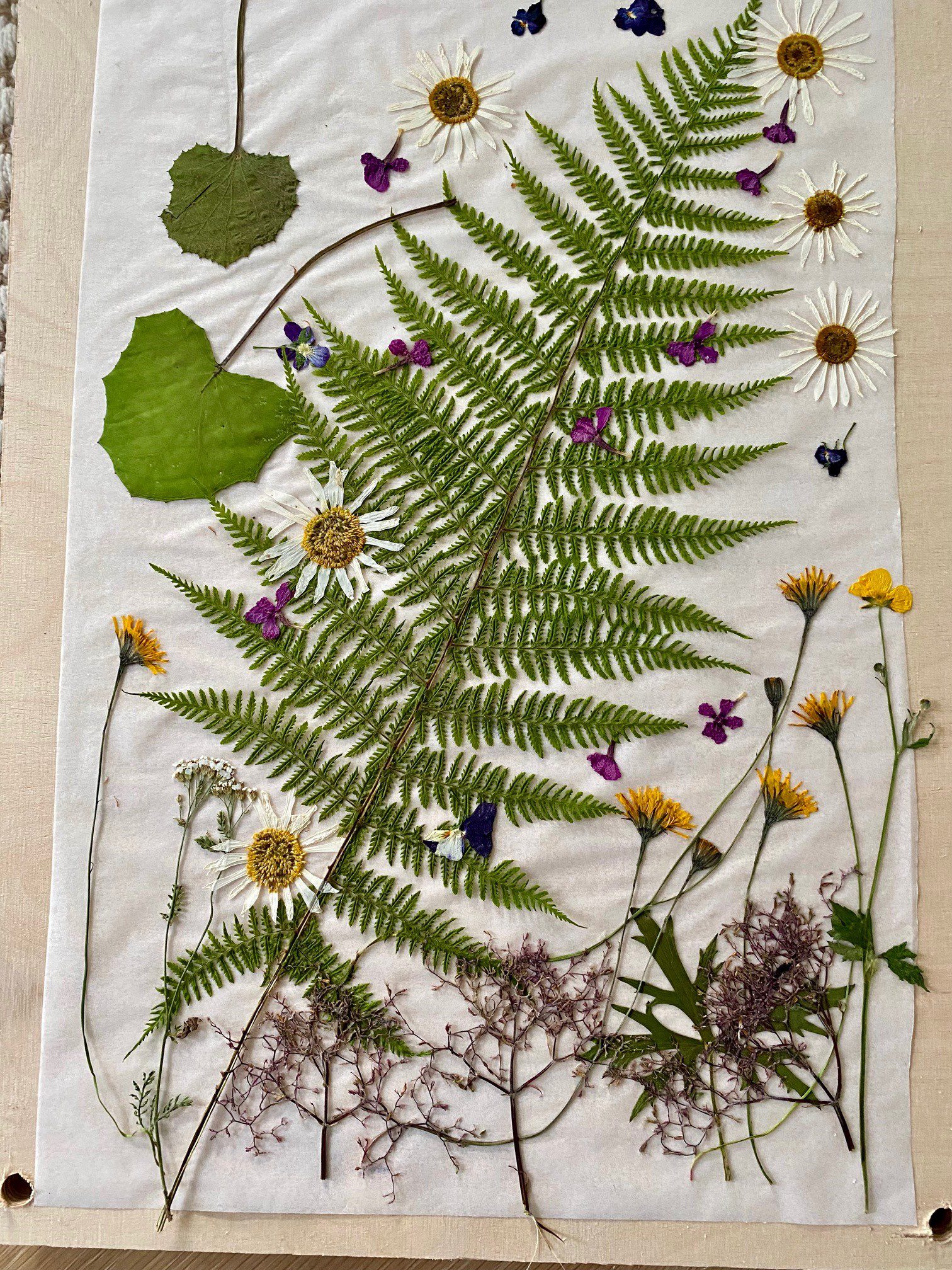 Valgel taustal olevate taimede ja õitega kollaaž, kus on näha erinevaid lehti ja taimi