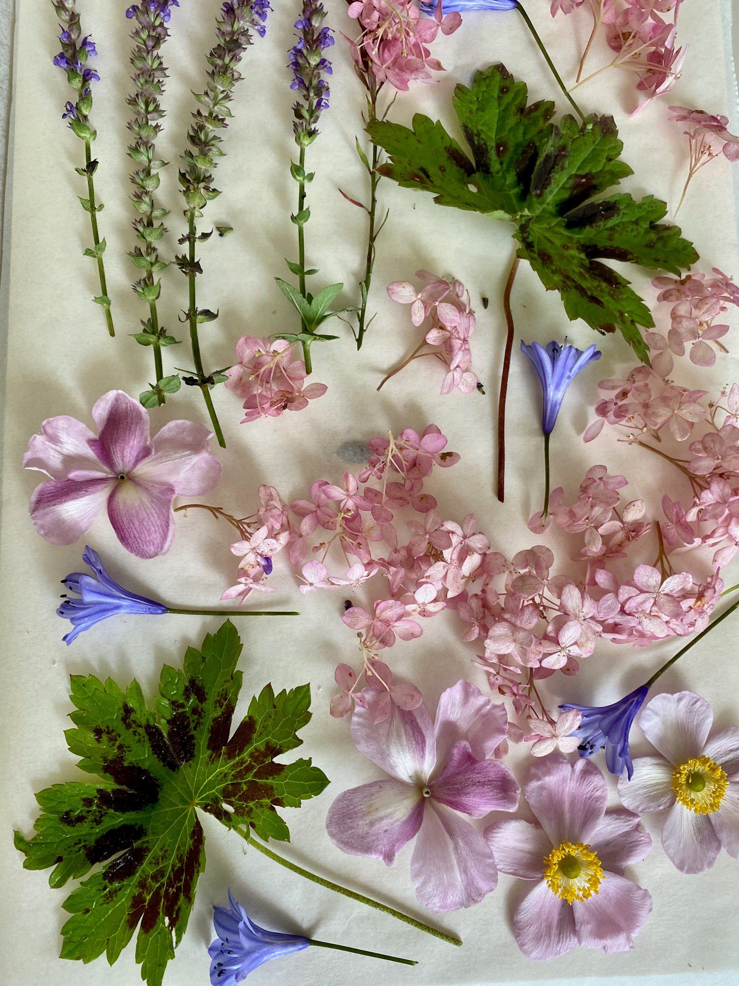 Valgel taustal mitmesuguseid lillasid ja roosasid õisi ning rohelisi lehti, mis on hajutatult mööda pinda laial